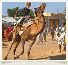 Camel Fair Rajsthan