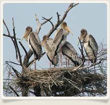 Ghana National Park