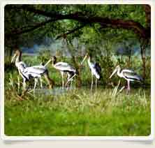 Keoladeo park Bharatpur