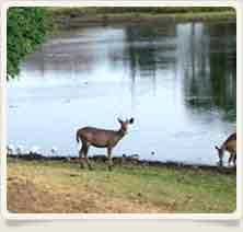 Kumabhalgarh Wildlife Sanctaury