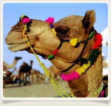 Pushkar Fair