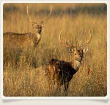 Sariska Wildlife Sanctury