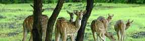 Sariska Park, Alwar Rajasthan