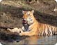 Ranthambore National Park - Sawai Madhopur