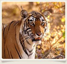 Ranthambore National Park