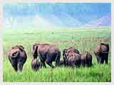 Wildlife tour of South India