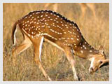 Bandhavgarh National Park