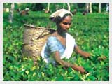 Jorhat: Tea-capital