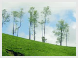 Munnar Tea Garden