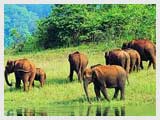 Periyar Wildlife