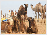 Pushkar Fair Tour