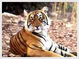 Ranthambhore