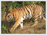 Tiger at Ranthambhore